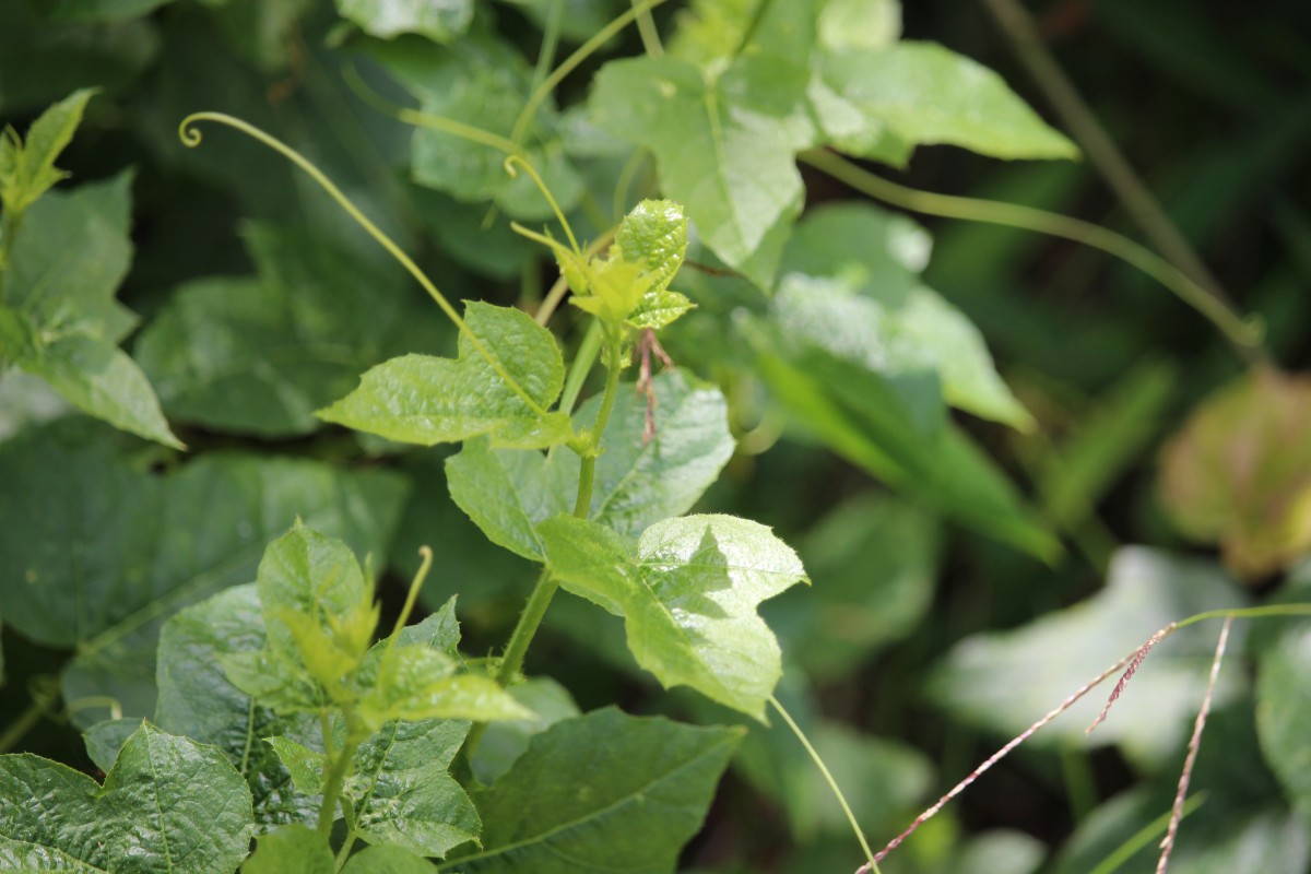 Passiflora foetida L.